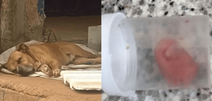 Idoso tem dedo decepado ao tentar separar briga de cães