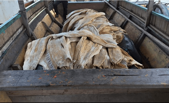 PF apreende mais de 2 toneladas de pirarucu ilegal em flutuante no Amazonas