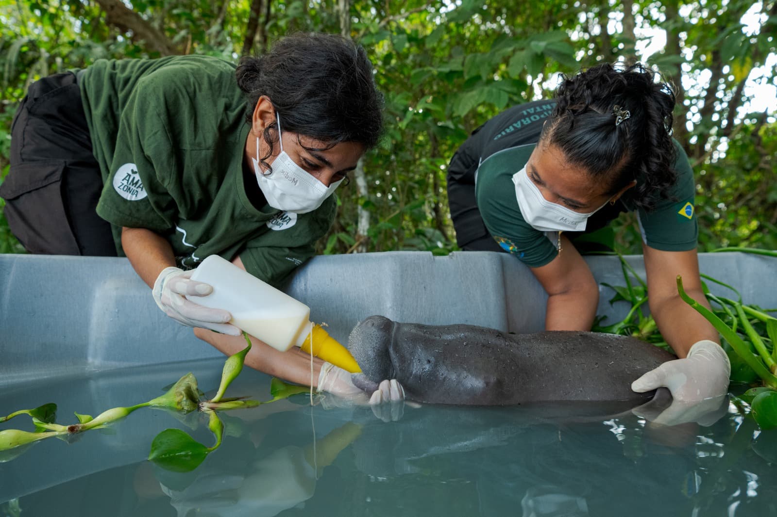 Filhote de peixe-boi é resgatado no interior do Amazonas