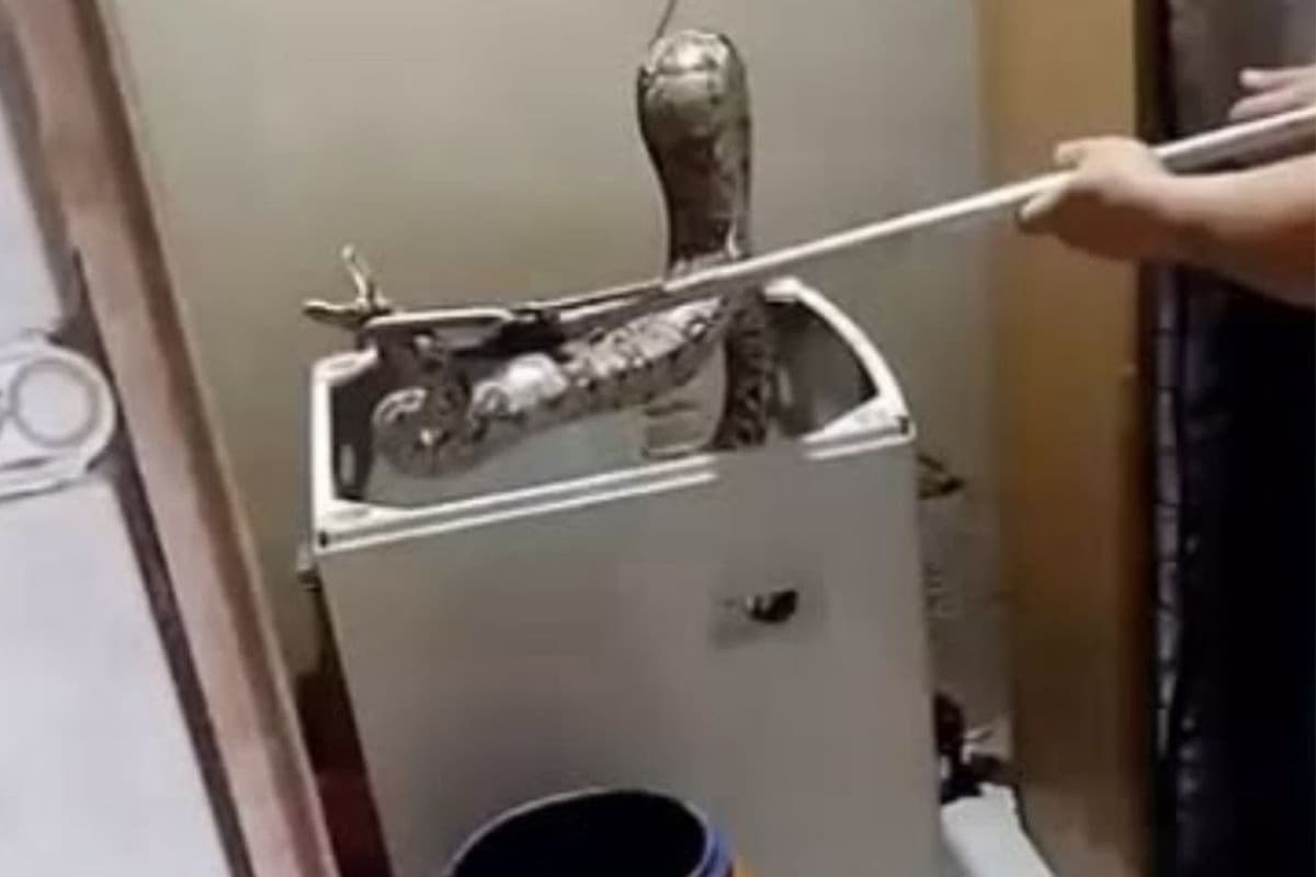 VÍDEO: Jiboia é encontrada dentro de máquina de lavar no RJ; animal foi resgatado
