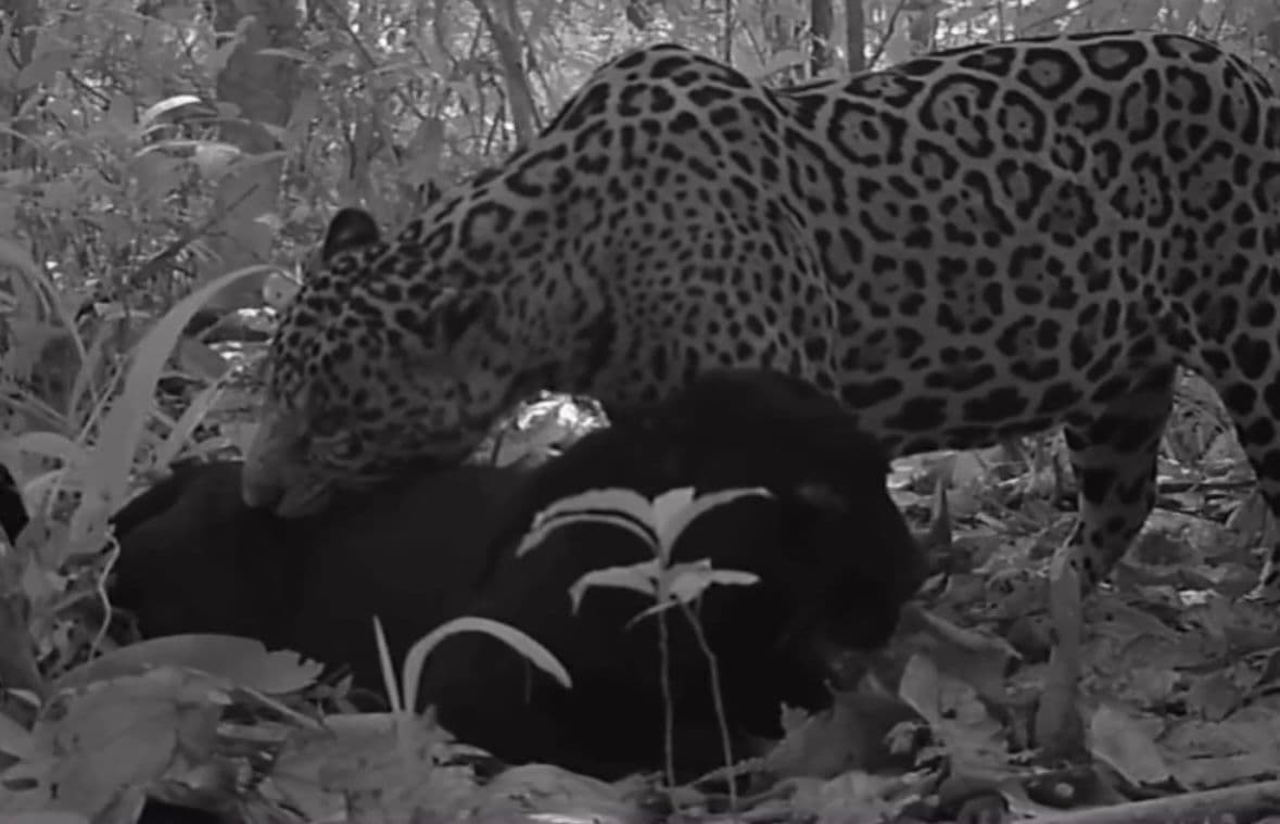 Pela 1ª vez, acasalamento entre onça-preta e onça-pintada é registrado no Pará; veja