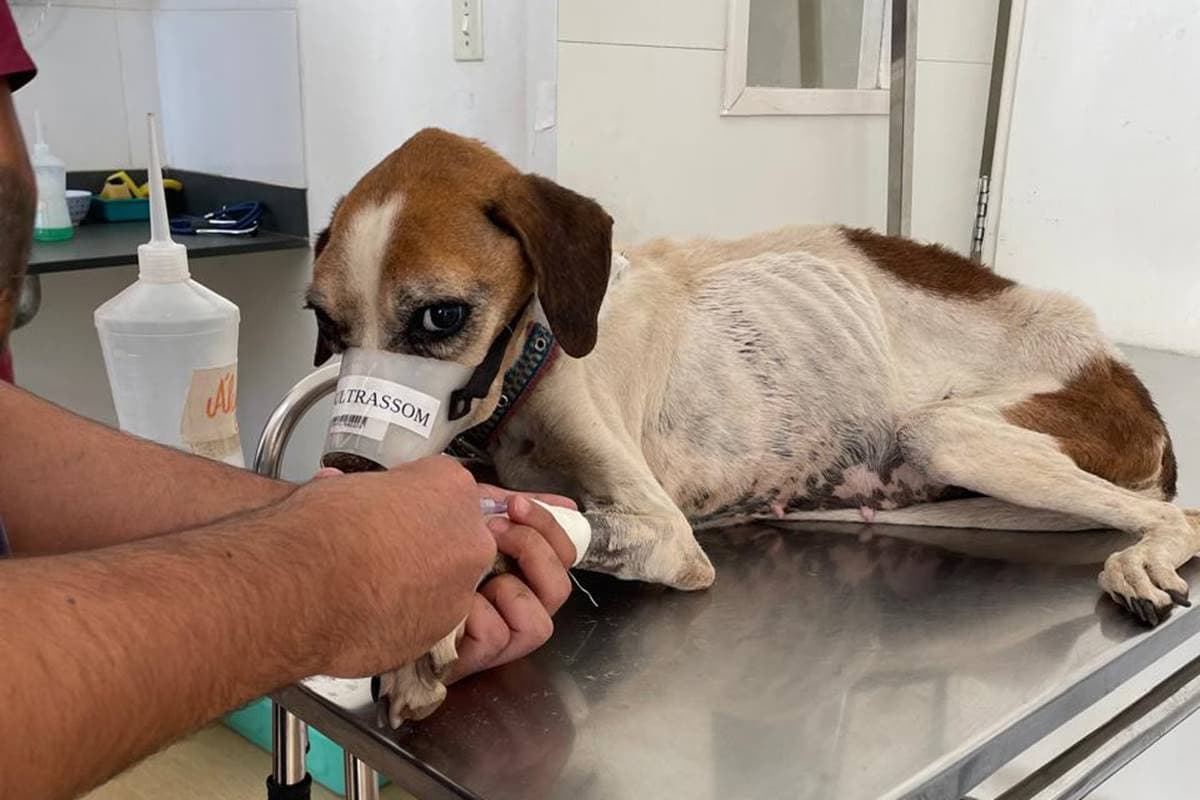 Em Manaus, clínicas veterinárias serão obrigadas a comunicar a polícia sobre mortes de animais com suspeita de maus-tratos