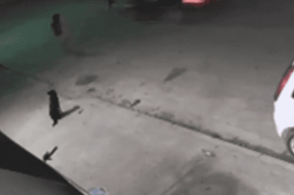 Menino de 10 anos é atropelado enquanto brincava em SP