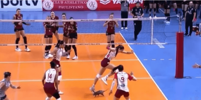 Gambá invade quadra durante semifinal de vôlei em Osasco
