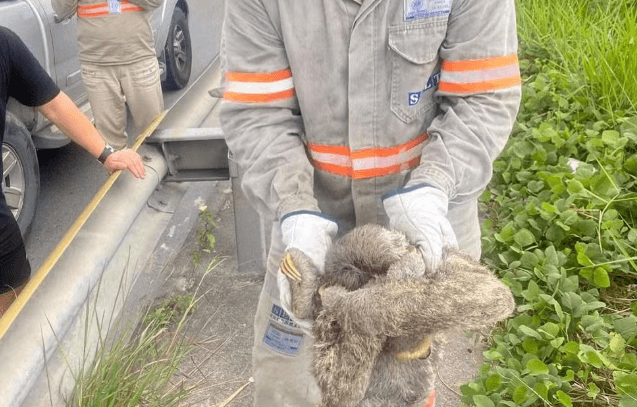 Preguiça é resgatada em linha de transmissão após causar falta de energia em Manaus