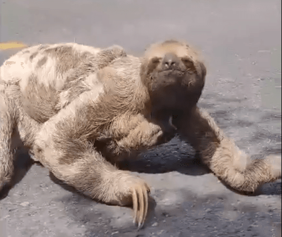 VÍDEO: Bicho-preguiça com filhote no braço atravessa estrada no Amazonas