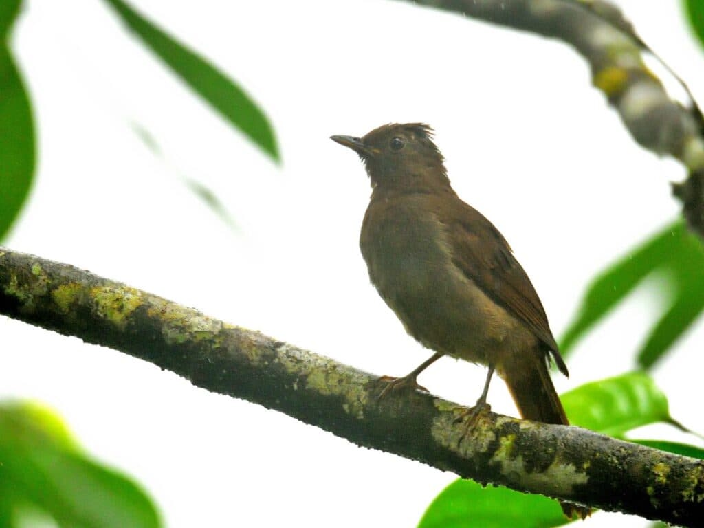 Veja lista de aves brasileiras que estão com risco de extinção; Duas estão na Amazônia