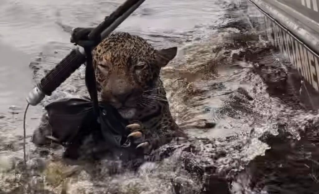Onça pintada resgatada quase morta no rio Negro será devolvida à natureza