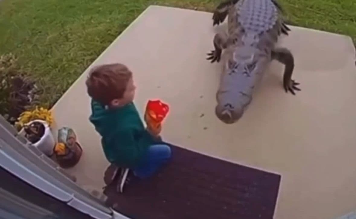 SUSTO! Mãe salva filho de ataque de crocodilo na porta de casa; veja vídeo