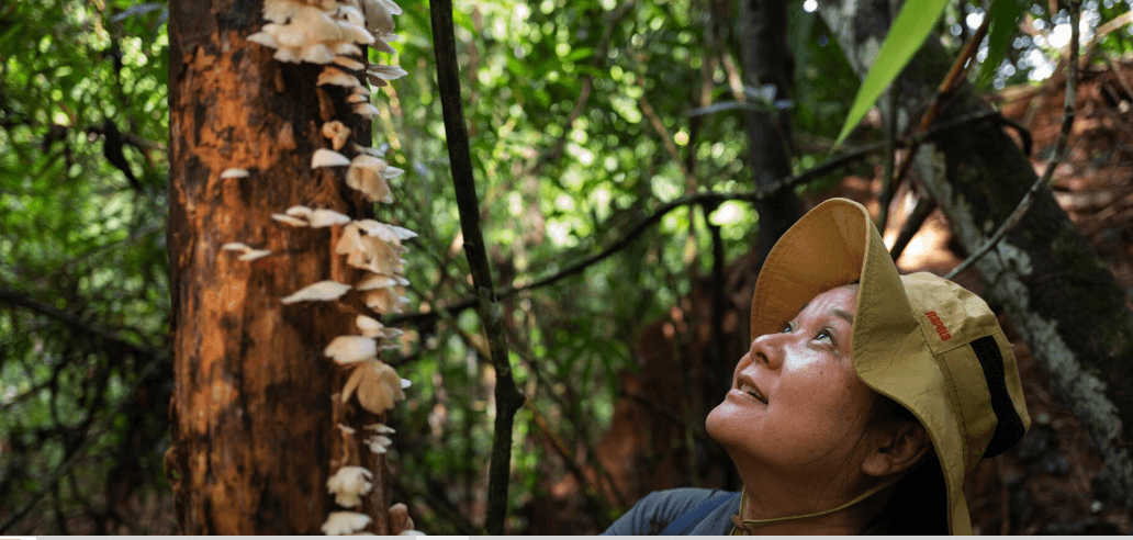 Conheça os cogumelos amazônicos comestíveis que podem ser adicionados na tapioca