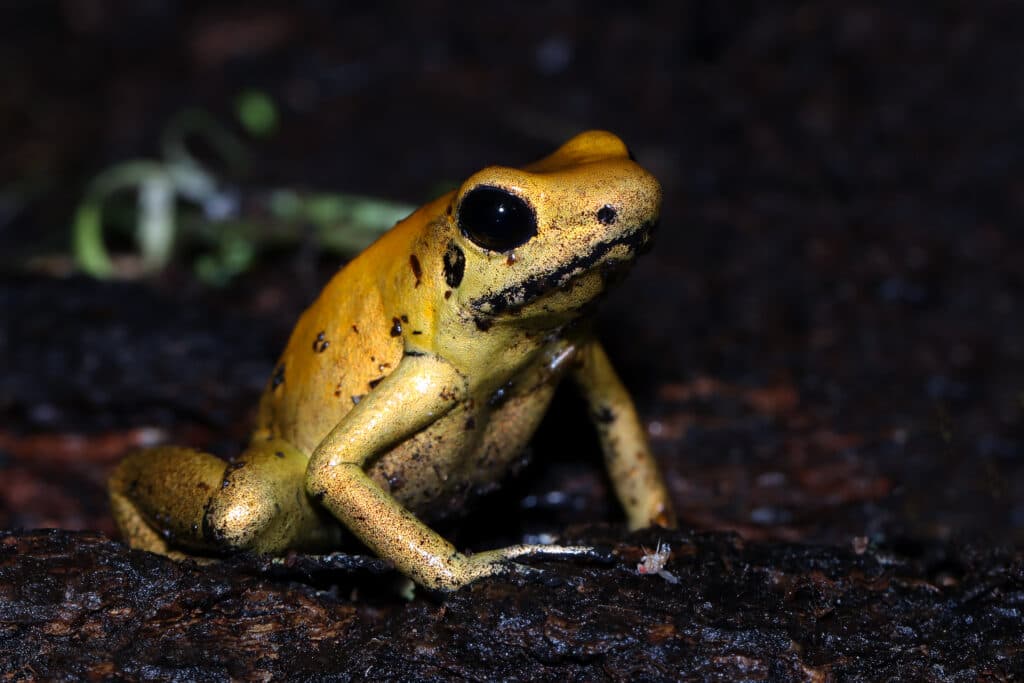 Cabem na palma da mão, mas podem matar: conheça os 4 animais mais perigosos da Amazônia