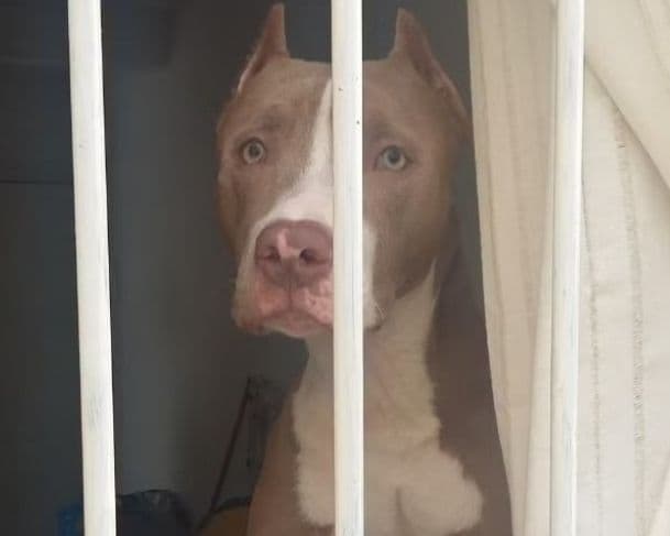 Governo de Santa Catarina restringe criação de pitbulls; entenda