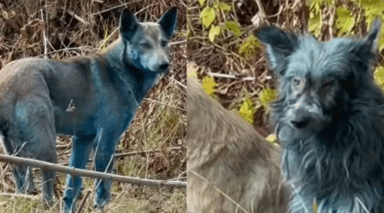 Cachorros com pelagem azul são vistos em Chernobyl; ONG descarta mutação genética