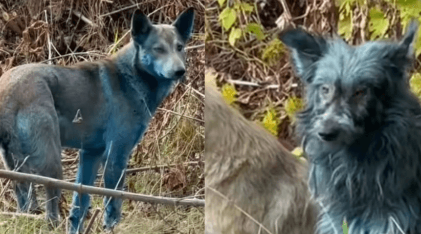 Cachorros com pelagem azul são vistos em Chernobyl; ONG descarta mutação genética