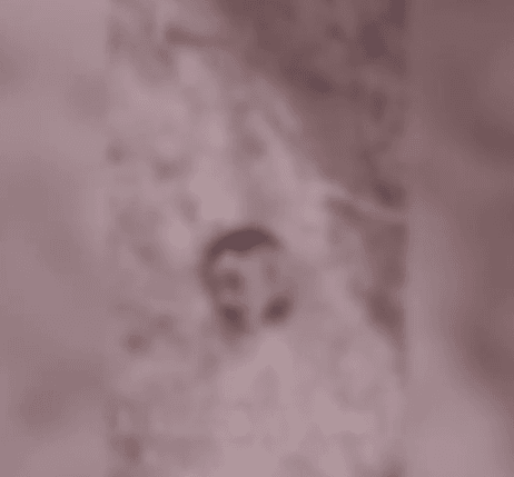 Homem é encontrado decapitado em Porto Calvo; familiares reconhecem vítima por tatuagem