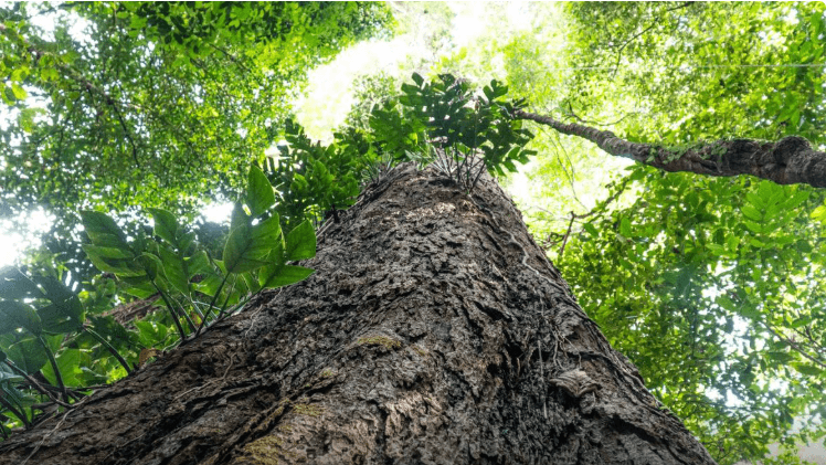 Suíça anuncia doação de R$ 33 milhões ao Fundo Amazônia na véspera da COP30