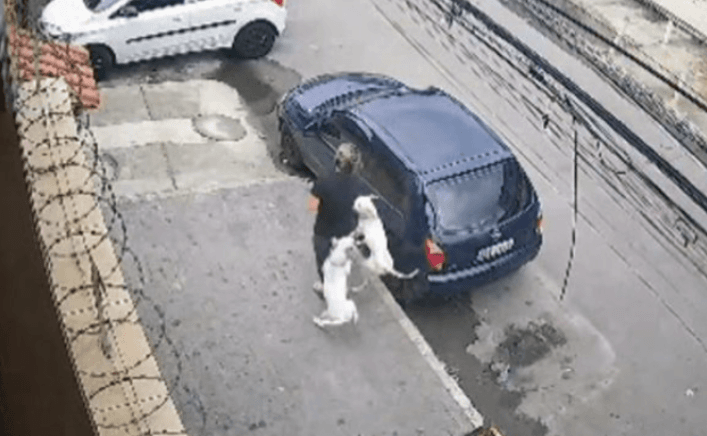 VÍDEO: mulher é encurralada e atacada por pitbulls em rua no Rio de Janeiro