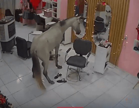 Cavalo invade salão de beleza em Teresina e “se admira” no espelho