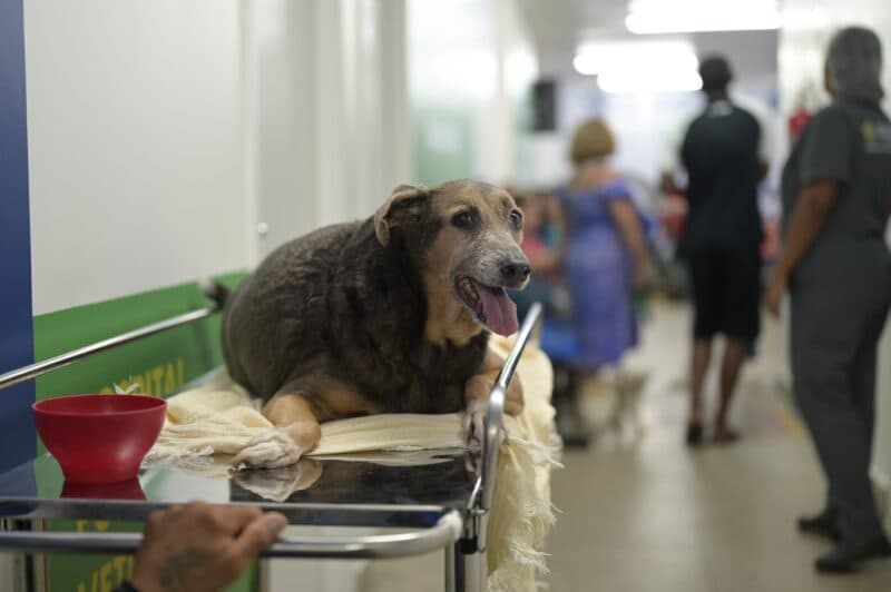Mais de 23 mil procedimentos são realizados em um mês no Hospital Público Veterinário
