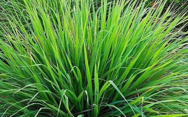 Capim-santo: conheça a planta que acalma, desinflama e ainda combate fungos