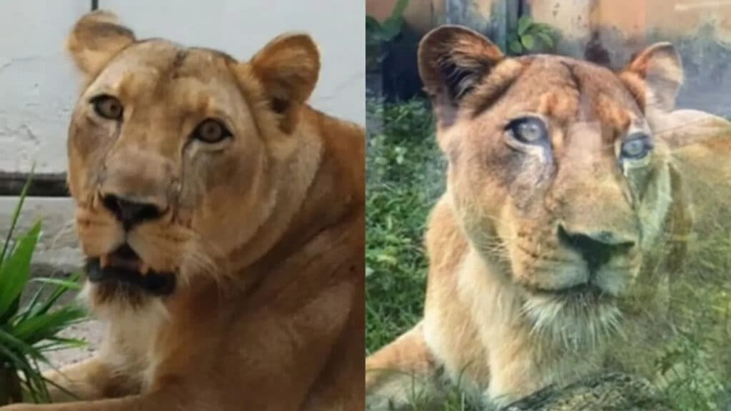 ‘É treinada, mas ficou extremamente estressada’, diz veterinário sobre ataque fatal de leoa