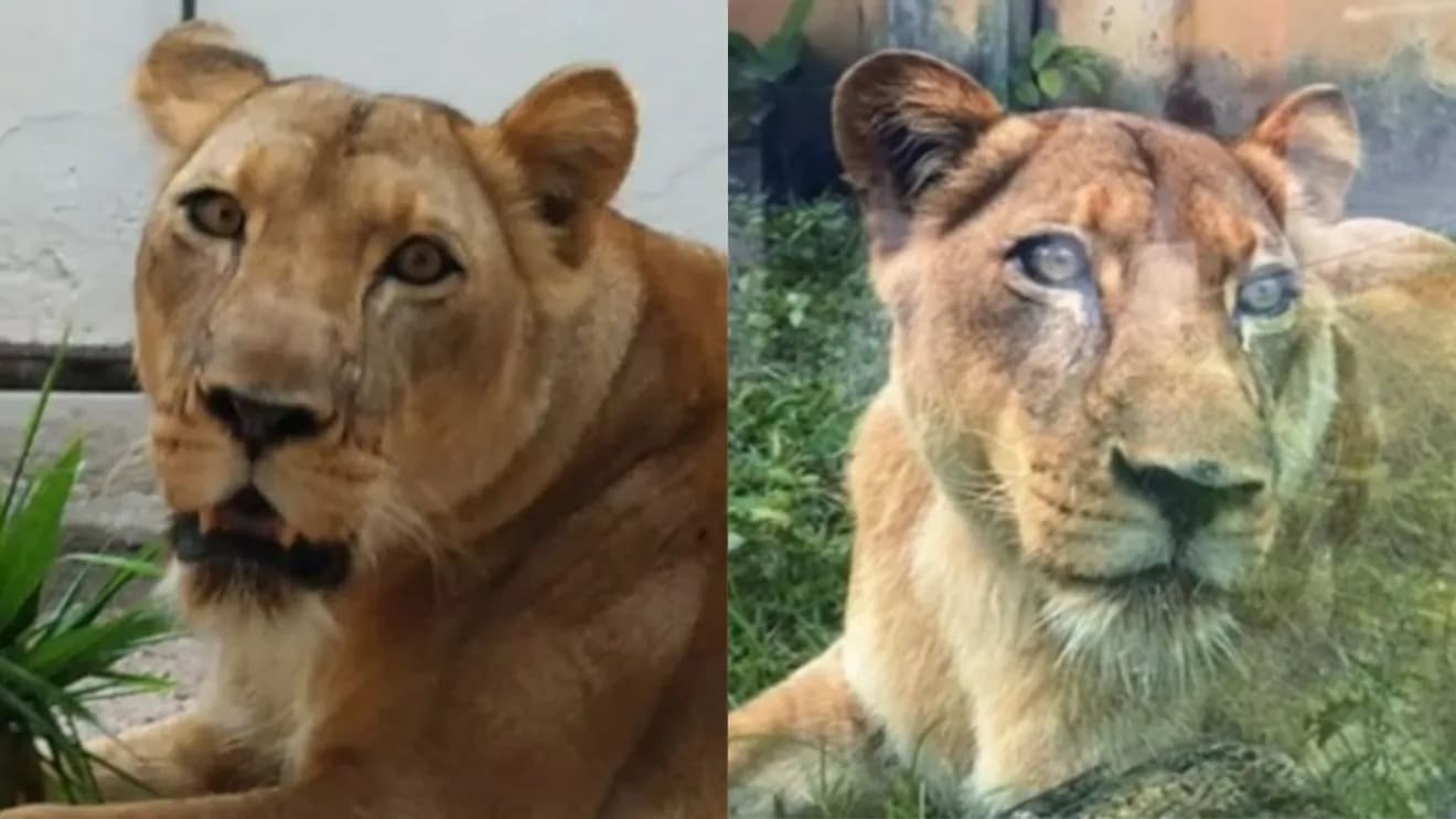 ‘É treinada, mas ficou extremamente estressada’, diz veterinário sobre ataque fatal de leoa