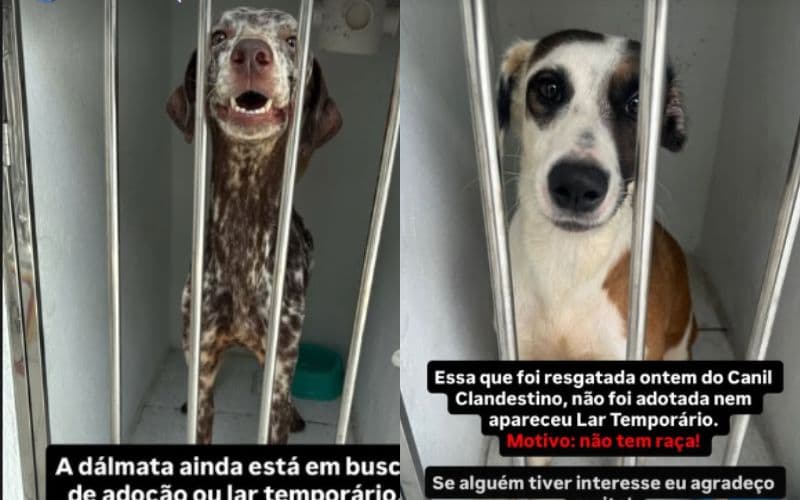 Animais resgatados de canil clandestino estão disponíveis para adoção