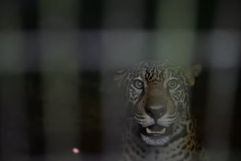 Onça-pintada que foi baleada no Rio Negro é solta na natureza, após reabilitação