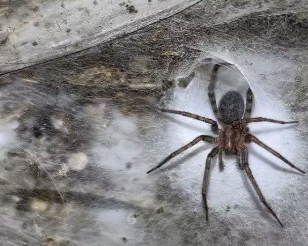 Maior teia de aranha do mundo é encontrada em caverna na Grécia