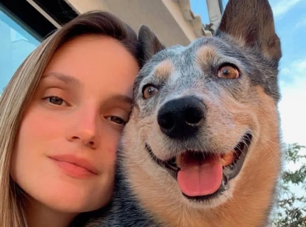 Fiel, cachorro permanece ao lado de tutora morta em rodovia após colisão