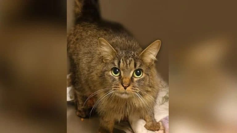 Gata desaparecida por furacão volta para casa após mais de um ano