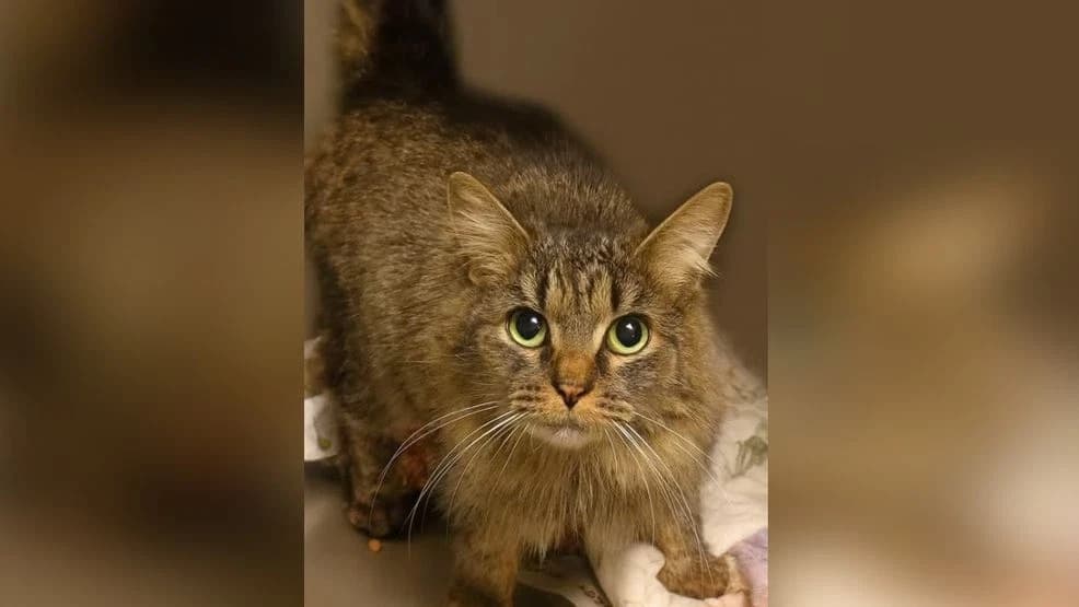 Gata desaparecida por furacão volta para casa após mais de um ano