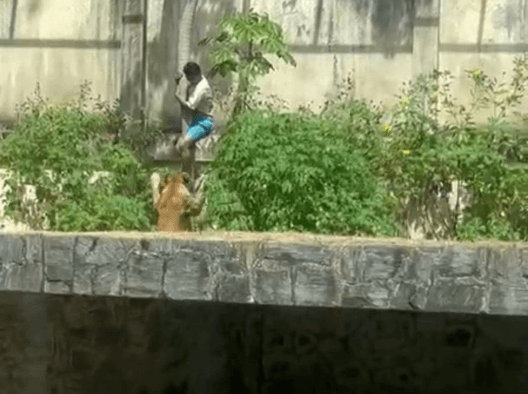 Um mês antes do ataque, Justiça ordenou internação de jovem morto por leoa