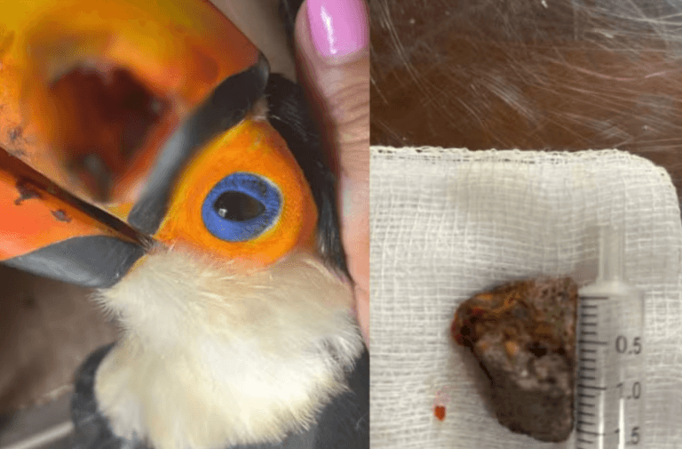 Tucano é encontrado ferido no interior de SP após ser atingido por pedra