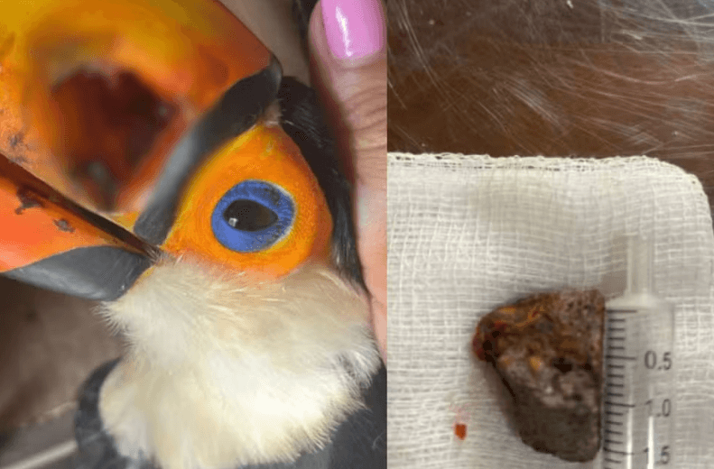 Tucano é encontrado ferido no interior de SP após ser atingido por pedra