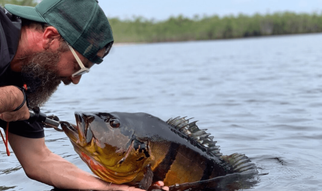 Confira cinco festejos que homenageiam peixes amazônicos