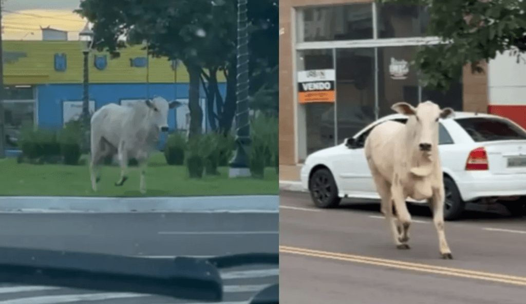 VÍDEO: Boi foge de transporte e assusta moradores em Paranavaí