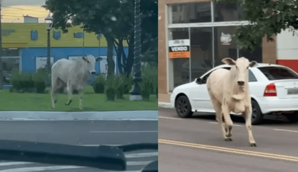 VÍDEO: Boi foge de transporte e assusta moradores em Paranavaí