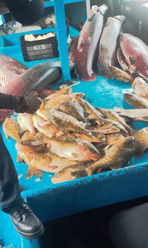 Polícia apreende mais de 2,5 toneladas de pirarucu e tambaqui em porão de barco no Amazonas