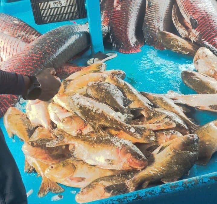 Polícia apreende mais de 2,5 toneladas de pirarucu e tambaqui no Amazonas