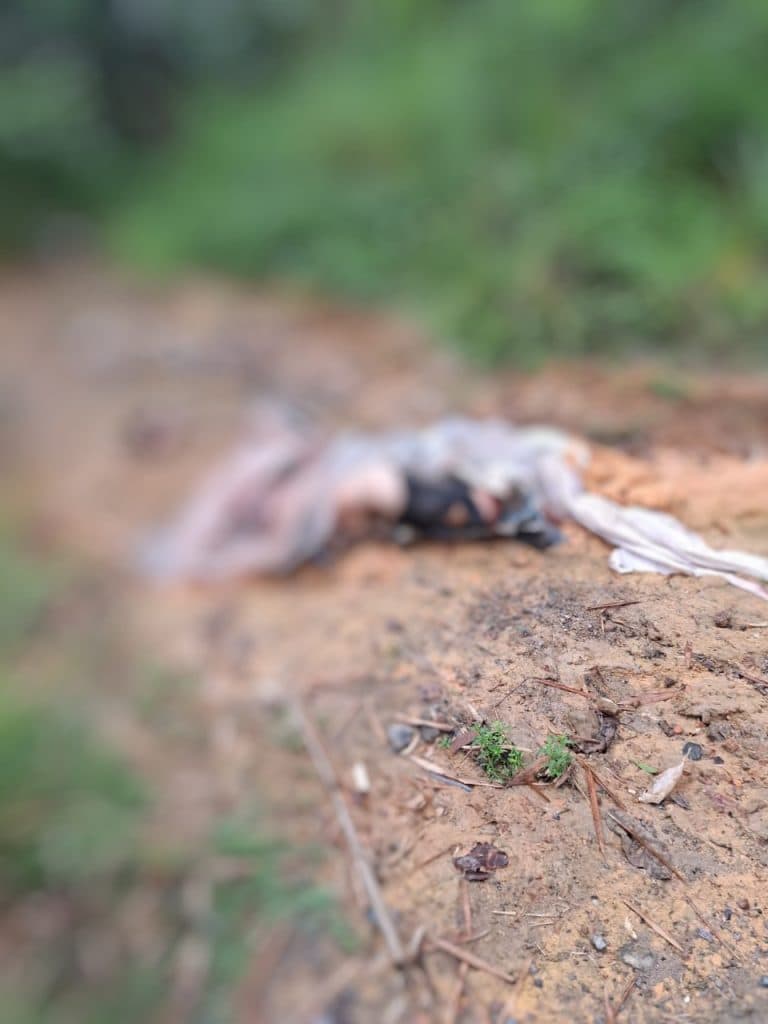 IMAGEM FORTE: Corpo decapitado é encontrado no Tarumã