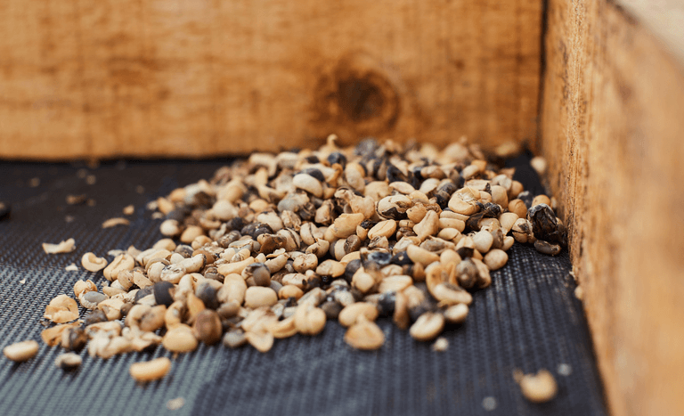 Mapa determina recolhimento de 23 lotes de café por risco à saúde