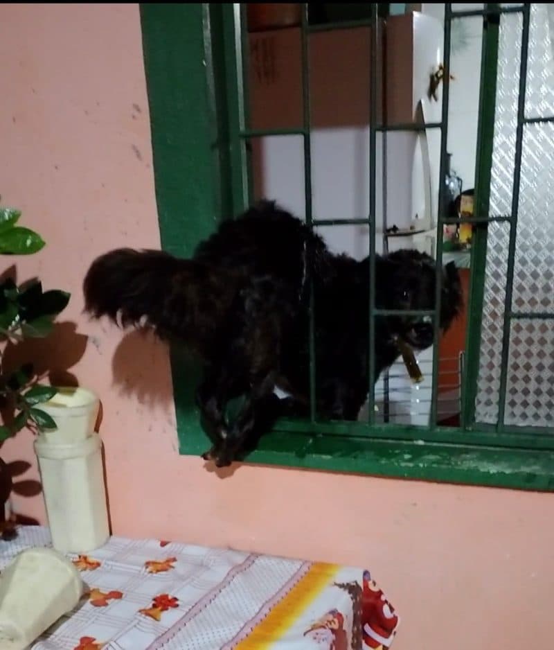 Cadela é resgatada após ficar presa na grade da janela ao se assustar com trovões