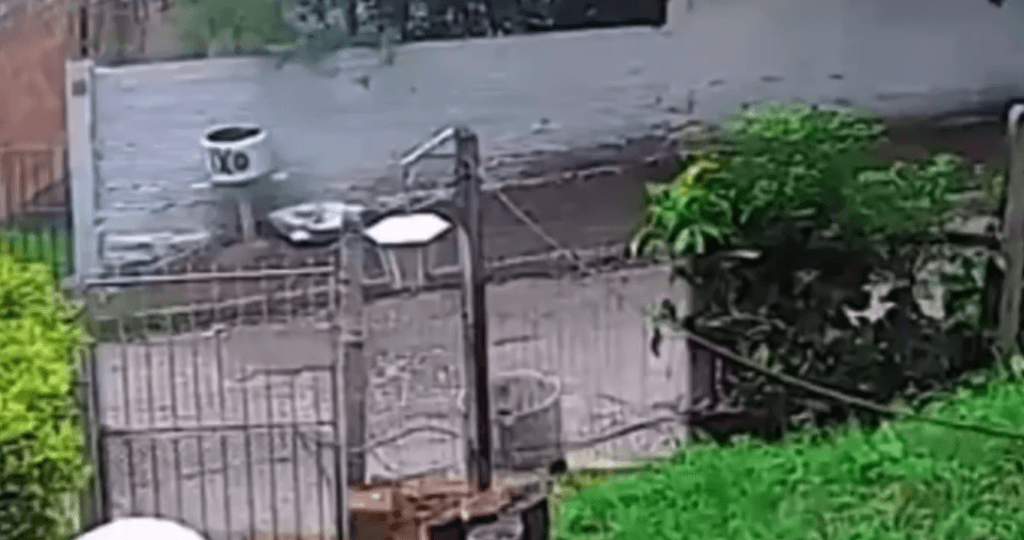 Enxame de abelhas ataca família e cachorro no RS