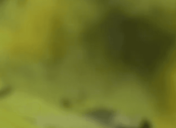 Jovem morre ao explodir artefato que seria usado em tentativa de extorsão no Peru