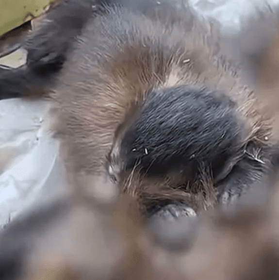 Macaco-prego fêmea morre atropelada em rodovia e filhote se recusa a deixar o corpo da mãe no ES