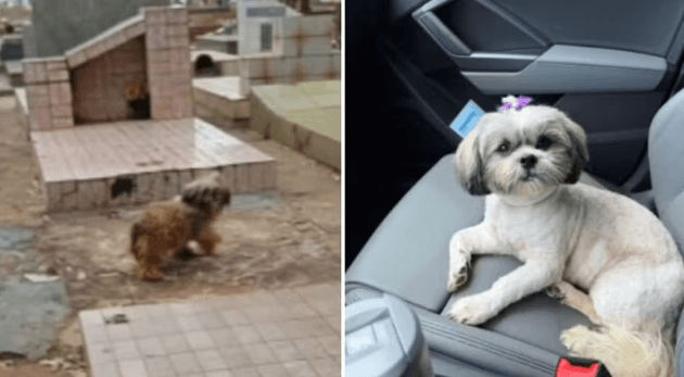 Cadela que passou meses em túmulo à espera do tutor ganha novo lar no interior de São Paulo