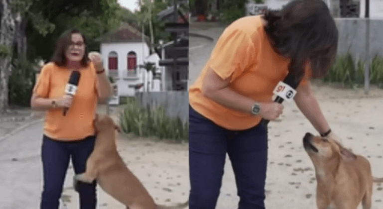 Cachorro caramelo invade entrada ao vivo de repórter e cena viraliza