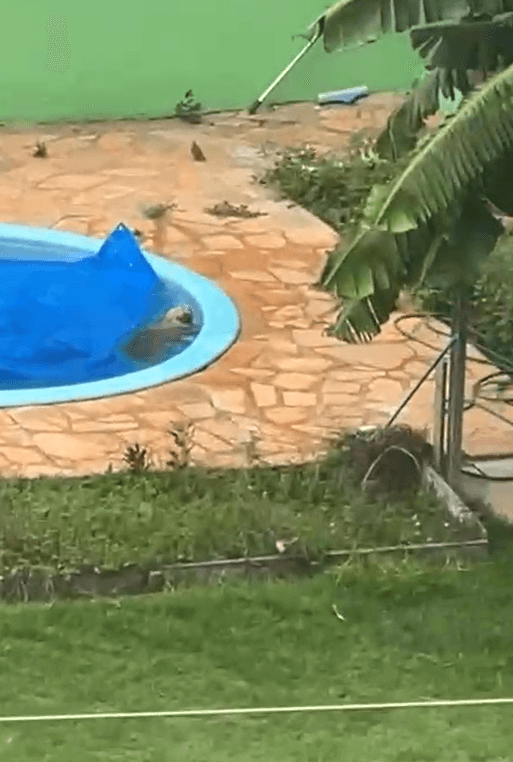 Cachorro cai em piscina e vizinhos acionam Bombeiros para resgate no MT