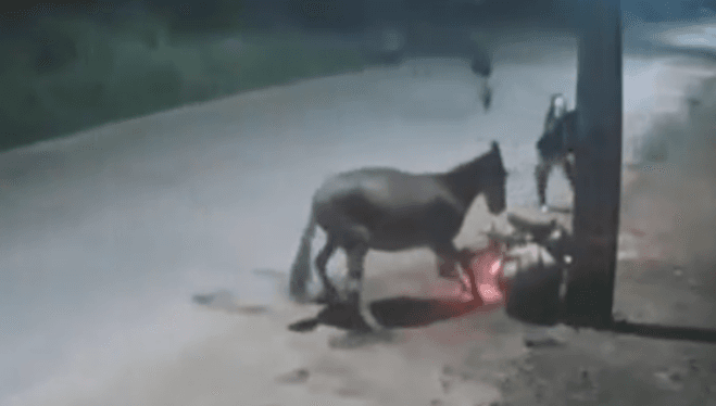 Motociclista sofre acidente com cavalo solto e é assaltado no Maranhão